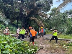 Polsek Kajen Gercep Tangani Gangguan Pohon Tumbang di Jalur PTPN