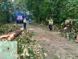 Pohon Durian Tumbang Tutup Jalur Karanganyar–Lebakbarang, Lalu Lintas Sempat Tersendat
