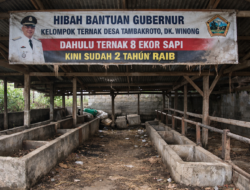 Delapan Sapi Raib Program Ketahanan Pangan Di Desa Tambakroto Dipertanyakan, Kandang Sapi di Dukuh Winong Kini Kosong