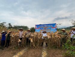 Polres Pekalongan Bersama Pemkab dan Petani Gelar Panen Jagung Serentak Kuartal II 2026