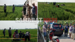 Perangkat Desa Kalipancur Ditemukan Meninggal Dunia di Area Persawahan