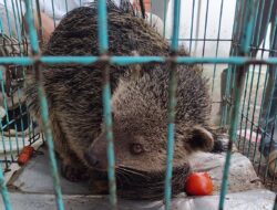 Warga Petungkriyono Tangkap Hewan Mirip Luwak, Ternyata Binturong Satwa Dilindungi