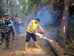 Hujan Deras Picu Pohon Pinus Tumbang di Paninggaran, Avanza Tertimpa! Polisi, TNI dan Warga Bergerak Cepat